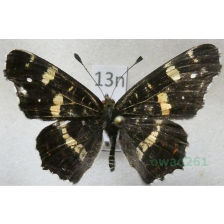 Araschnia levana (Linnaeus, 1758) male form Rusałka kratkowiec Poland13n